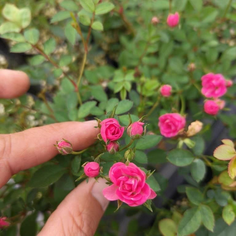 微月 须惠姬 月季花苗 微型月季灌木多头勤花 阳台绿植庭院盆栽,淘宝优惠券,粉丝福利购,淘宝优惠卷