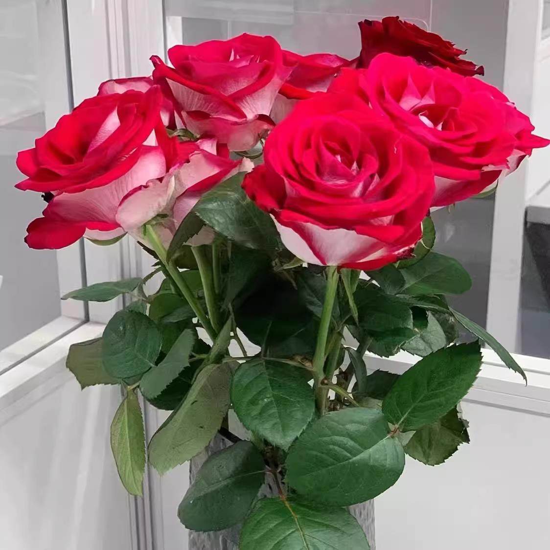 新品 桃花雪露台 月季花苗 稀有复色切花灌木月季 阳台庭院盆栽,淘宝优惠券,粉丝福利购,淘宝优惠卷