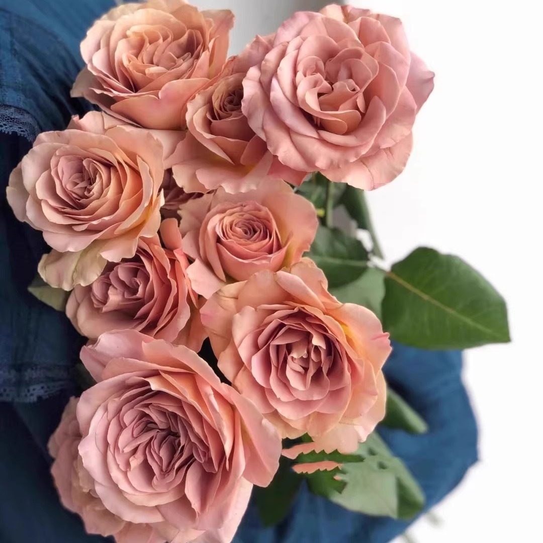 拿铁咖啡 复古色系大花月季花苗灌木多季勤花 阳台花园盆栽花卉,淘宝优惠券,粉丝福利购,淘宝优惠卷