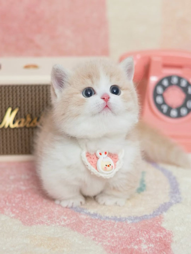 Free and free adoption of three-flower puppet napoleon blue gold beauty short silver gradient gold gradient small pet living animal rabbit