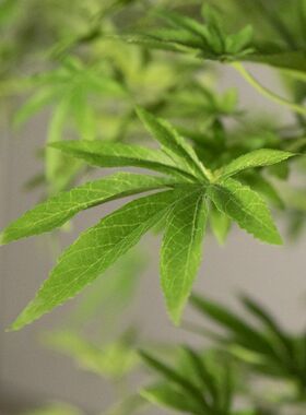 仿真大型绿植室内餐饮装饰北欧仿生假树摆件软装设计造型植物摆设