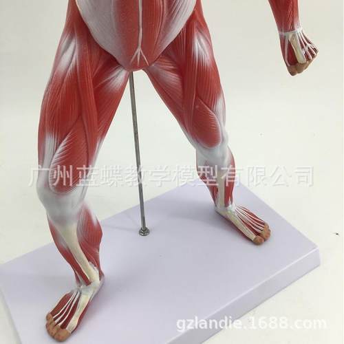 C人体全身学肌肉解剖模型教模型985人体肌人模型医学教具5肉0M - 图1