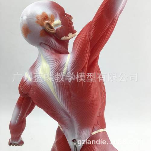 C人体全身学肌肉解剖模型教模型985人体肌人模型医学教具5肉0M - 图0