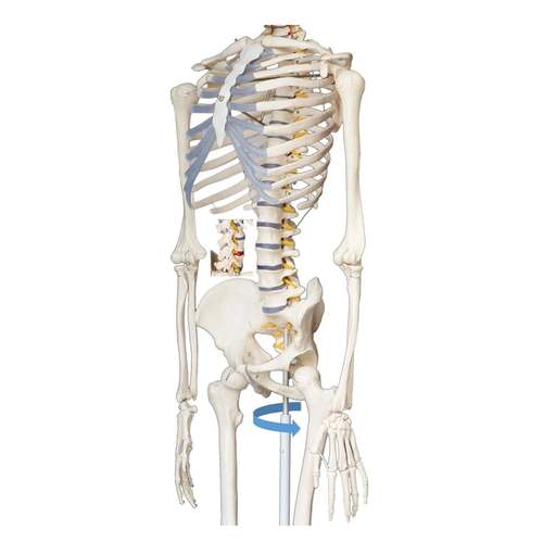 10教c人体骨骼8医学学模型收纳657经典款m+中英双语挂图 - 图1