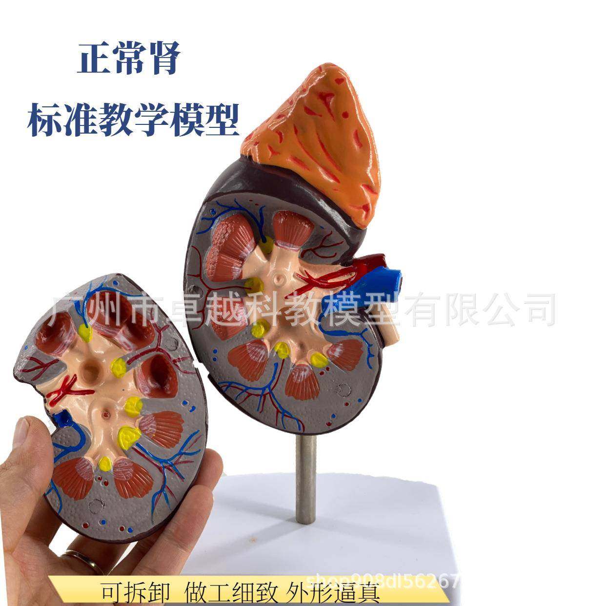 人体肾肾脏型肾解剖肾上腺放大模型877病变脏人体内脏器官解模附,淘宝优惠券,粉丝福利购,淘宝优惠卷