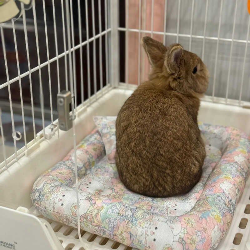 兔子趴趴垫夏季防泼水垫子小方垫兔兔冰垫夏天防水垫子侏儒兔垫子,淘宝优惠券,粉丝福利购,淘宝优惠卷