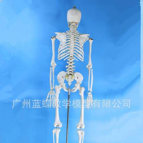 成人一比骨一人体骨骼模852型180M标准医艺用大骼模型C色纯白骨架 - 图1