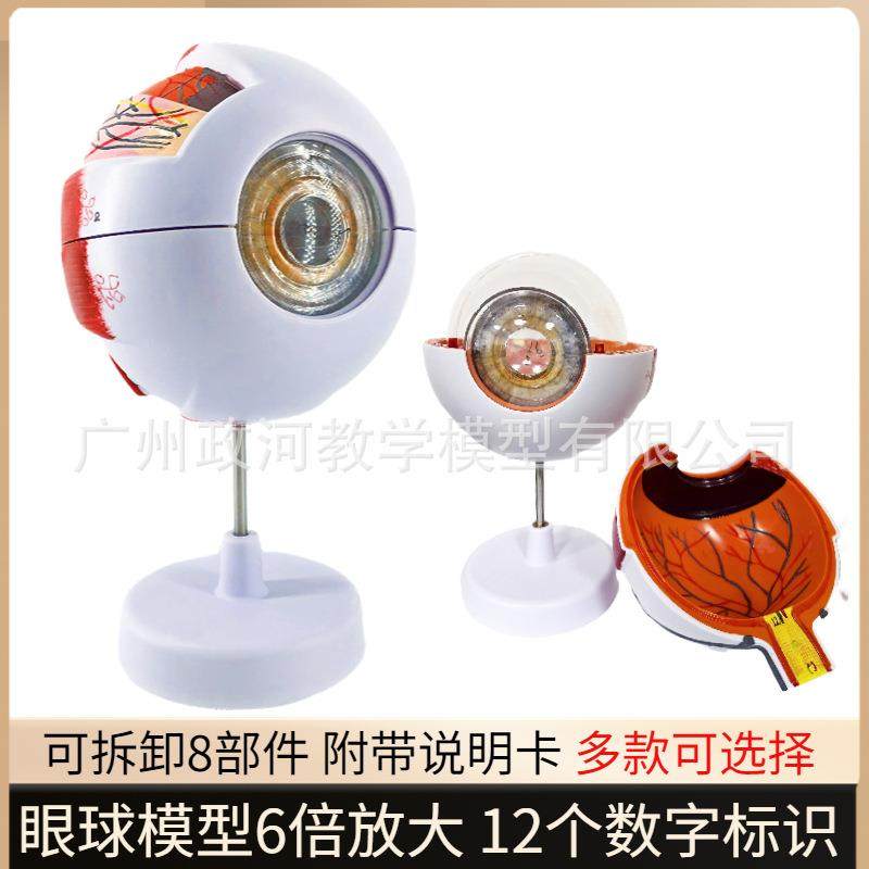 人体眼仿真型6倍放模大眼睛球980结造解剖眼模型教学仪器医学眼构,淘宝优惠券,粉丝福利购,淘宝优惠卷