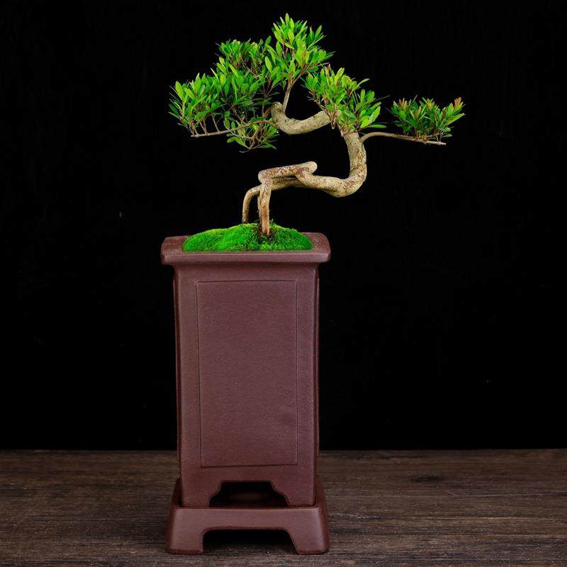 宜兴紫砂花盆方形盆景盆带底座老庄绿植松柏文竹黑松盆栽园艺,淘宝优惠券,粉丝福利购,淘宝优惠卷