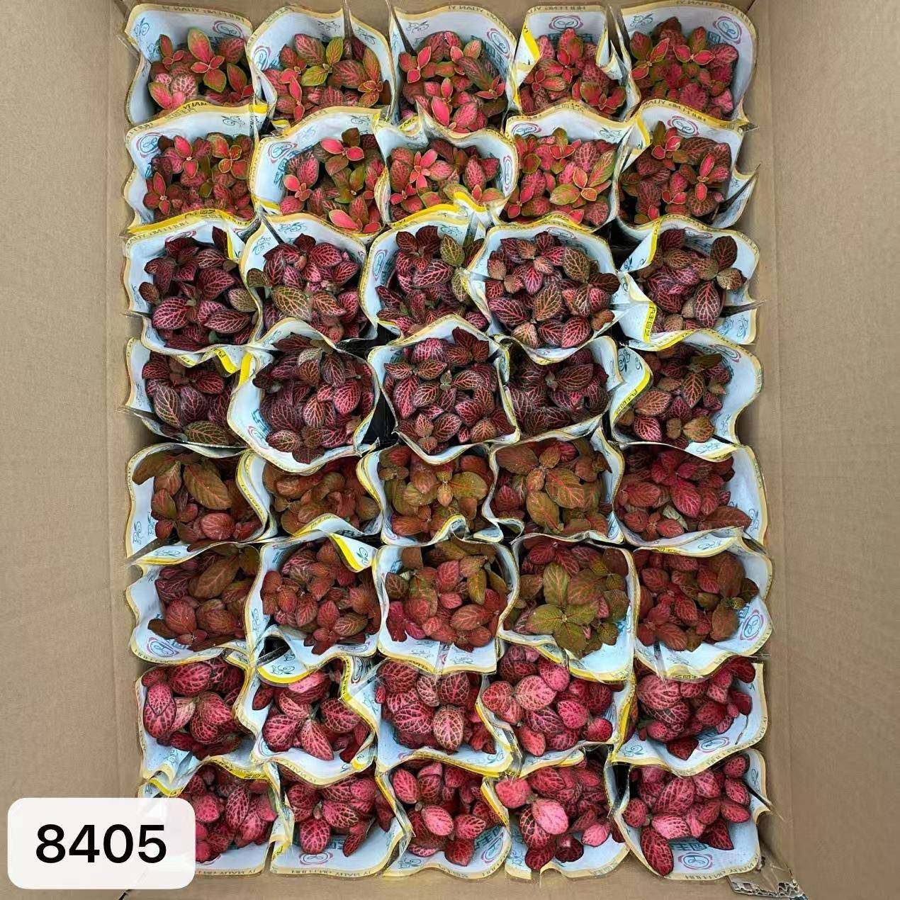 80#混装网纹草微景观水陆缸彩叶迷你创意桌面小盆栽绿植,淘宝优惠券,粉丝福利购,淘宝优惠卷