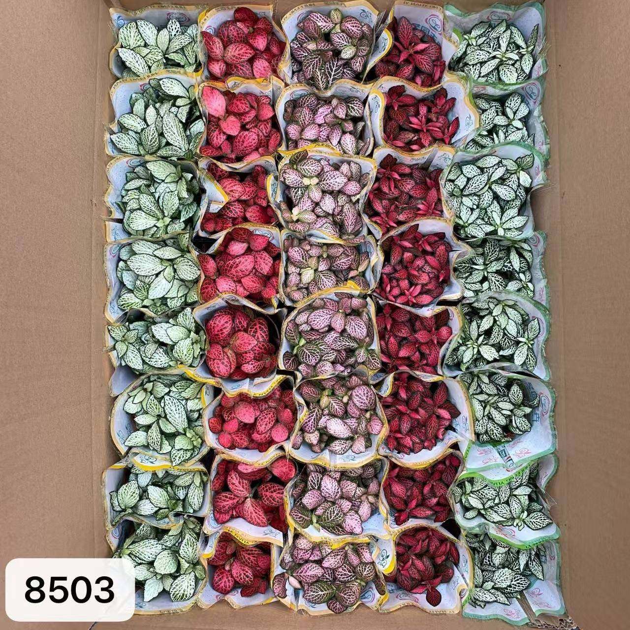 80#混装网纹草微景观水陆缸彩叶迷你创意桌面小盆栽绿植,淘宝优惠券,粉丝福利购,淘宝优惠卷