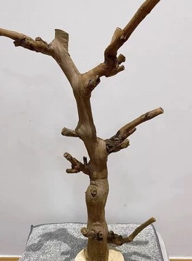 首饰原木树杈干带底托摆件酒店手工民宿服装店爬虫磨牙啃咬鹦鹉站