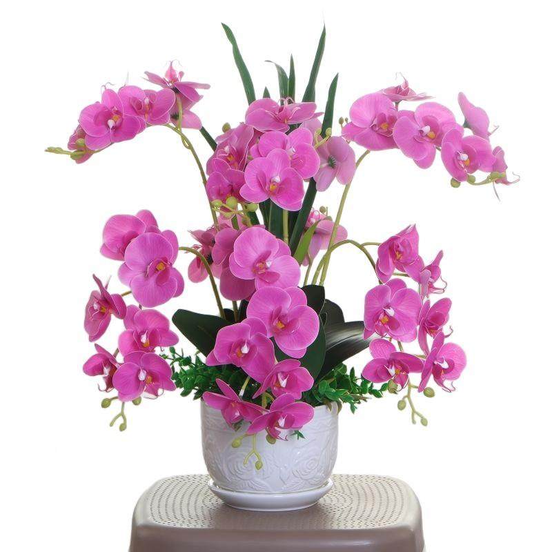 查看详情蝴蝶兰真花假花客仿品厅摆件家居装饰餐桌电柜视室内摆放,淘宝优惠券,粉丝福利购,淘宝优惠卷