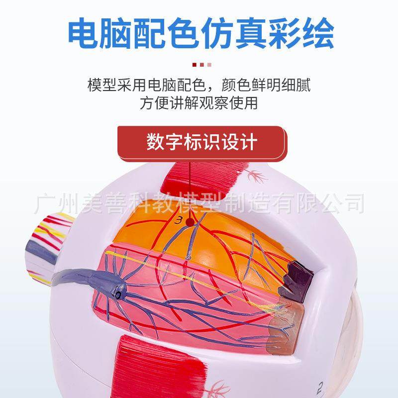 科倍学六放医大人172体眼球解剖模型眼睛解剖结构五官眼模型数字,淘宝优惠券,粉丝福利购,淘宝优惠卷