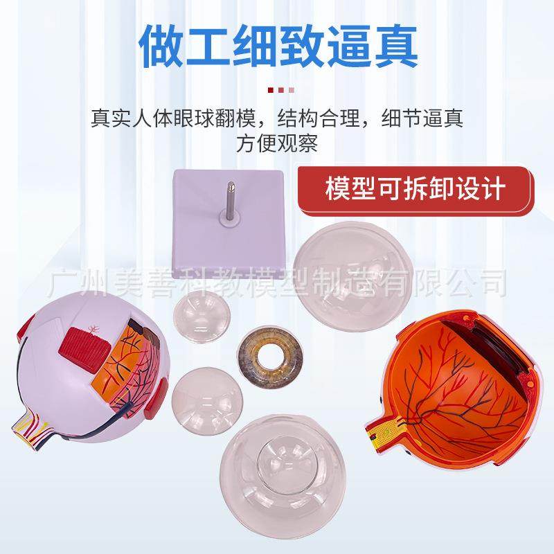科倍学六放医大人172体眼球解剖模型眼睛解剖结构五官眼模型数字,淘宝优惠券,粉丝福利购,淘宝优惠卷