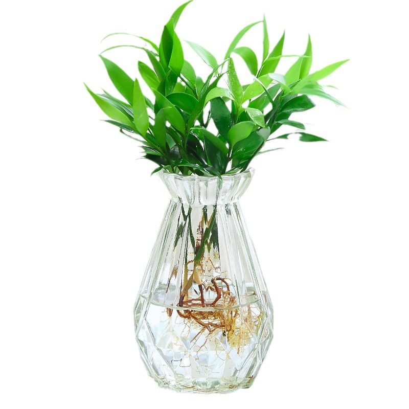 水培驱蚊盆栽花卉大全富贵竹水养植物驱蚊草室内客厅易活绿植,淘宝优惠券,粉丝福利购,淘宝优惠卷