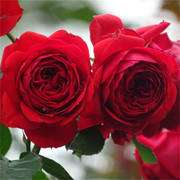 月季花苗切花微月小苗阳台庭院浓香开花卉盆栽蔷薇灌木爬藤本植物,淘宝优惠券,粉丝福利购,淘宝优惠卷