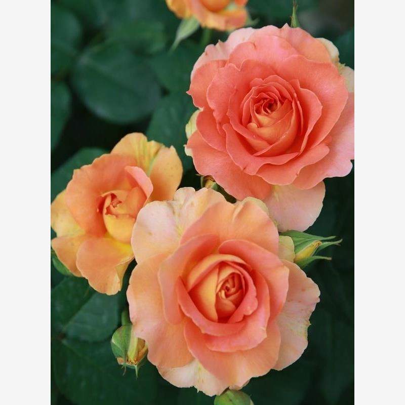 铜管乐队 月季花苗大花多季盆栽阳台花庭院勤花灌木杏色,淘宝优惠券,粉丝福利购,淘宝优惠卷