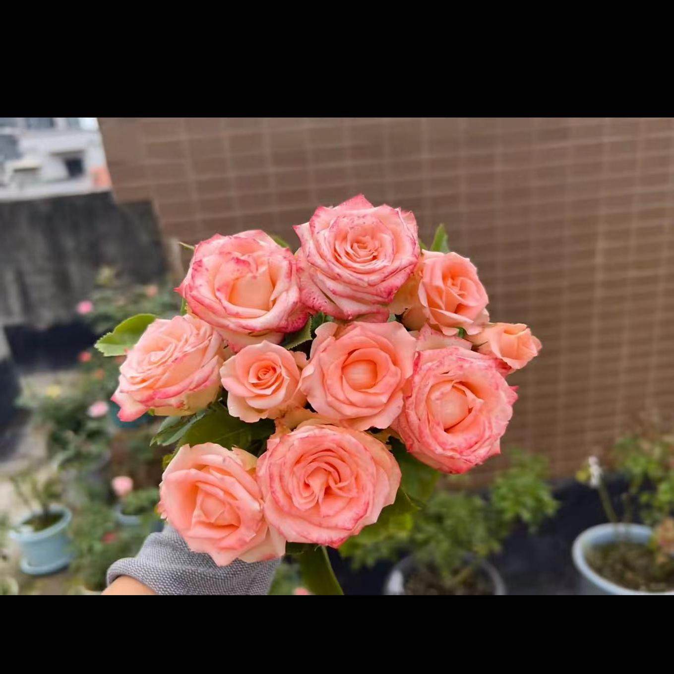 水蜜桃  新品 切花 阳台 庭院 盆栽 花卉 月季,淘宝优惠券,粉丝福利购,淘宝优惠卷