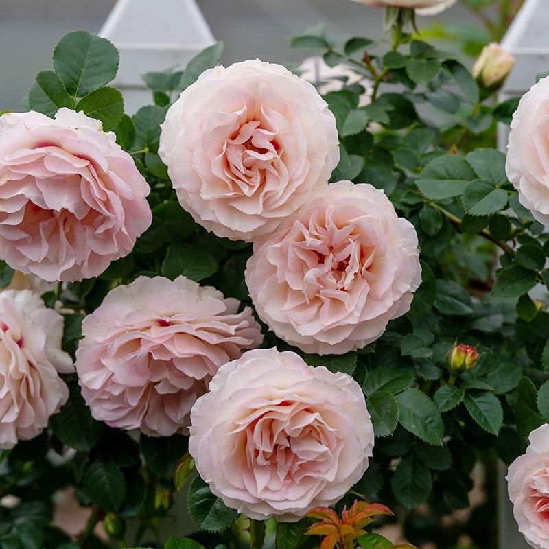 剪秋水  月季花苗大花藤本爬藤攀援多头勤花蔷薇庭院阳台盆栽花卉,淘宝优惠券,粉丝福利购,淘宝优惠卷