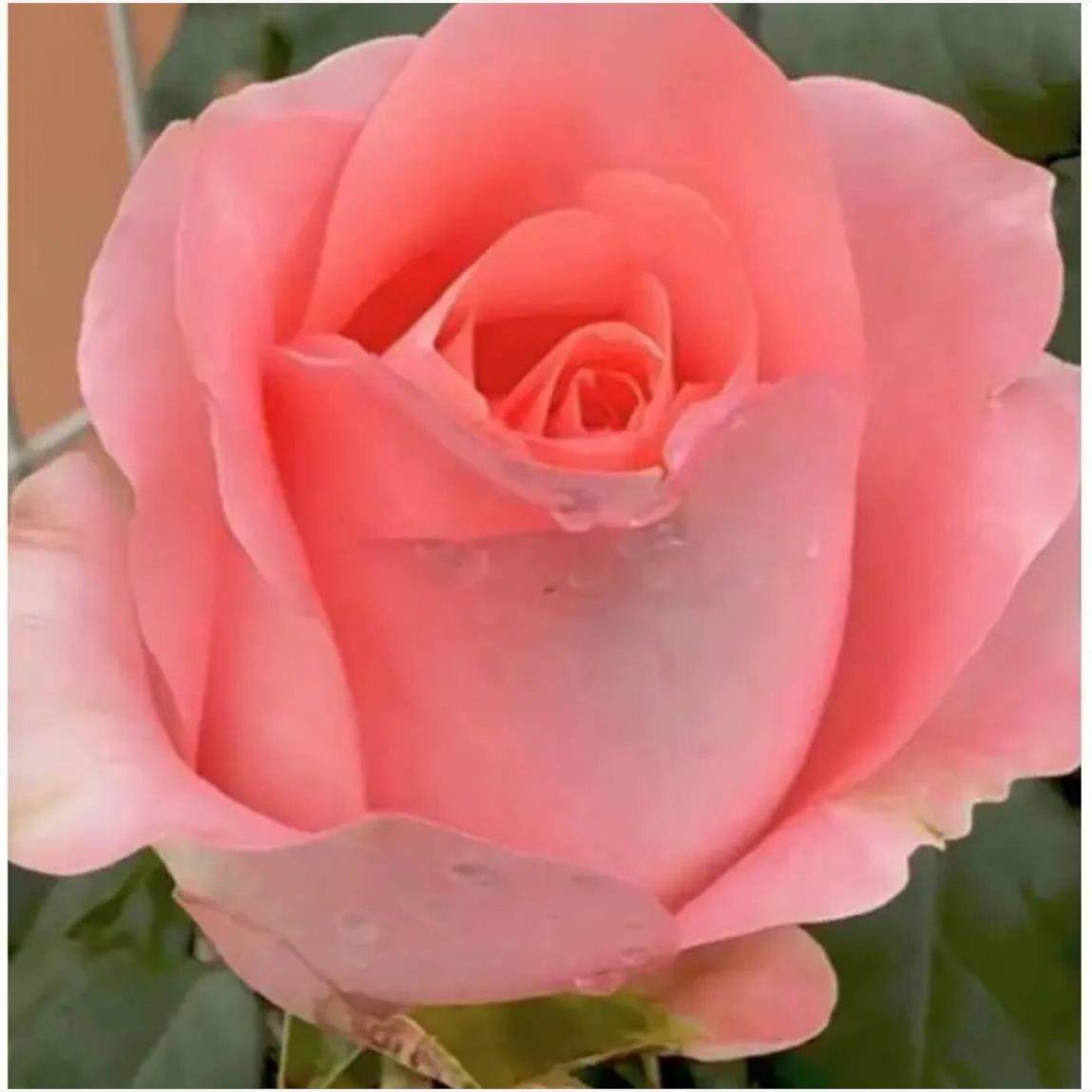 新品 惊喜漩涡 月季花苗 大花灌木直立勤花 粉色 庭院阳台盆栽,淘宝优惠券,粉丝福利购,淘宝优惠卷