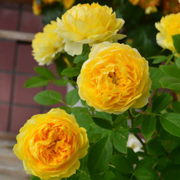 金丝雀  月季花苗灌木包子型 勤花室内阳台盆栽多头庭院花卉,淘宝优惠券,粉丝福利购,淘宝优惠卷