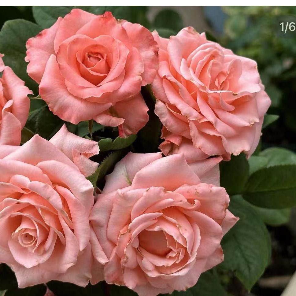 水蜜桃  新品 切花 阳台 庭院 盆栽 花卉 月季,淘宝优惠券,粉丝福利购,淘宝优惠卷