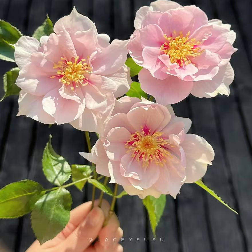 一见钟情 多头日本超新品花园木本月季花苗盆栽阳台月季花卉庭院,淘宝优惠券,粉丝福利购,淘宝优惠卷