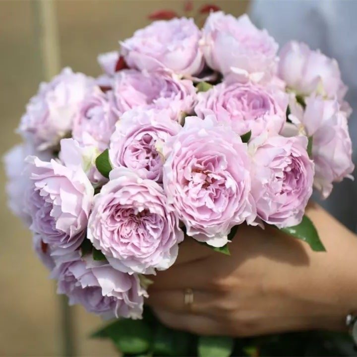 月季花苗切花微月小苗阳台庭院浓香开花卉盆栽蔷薇灌木爬藤本植物,淘宝优惠券,粉丝福利购,淘宝优惠卷