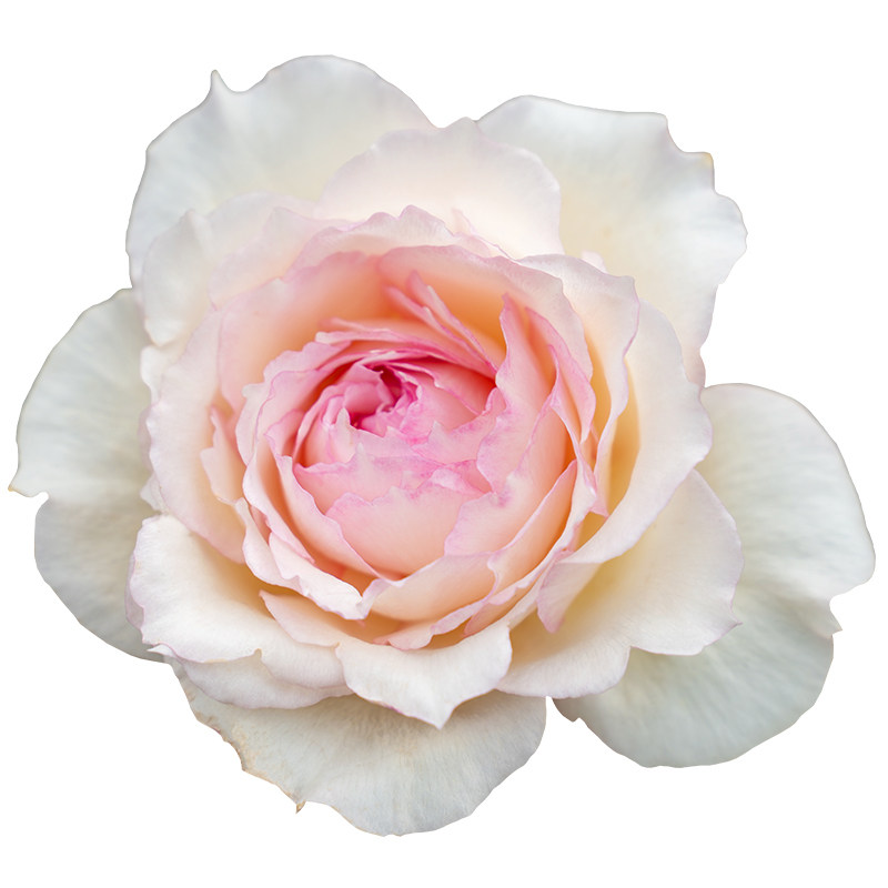 【玉碗纱】天狼自育月季玫瑰 多季节开花灌木丰花月季,淘宝优惠券,粉丝福利购,淘宝优惠卷