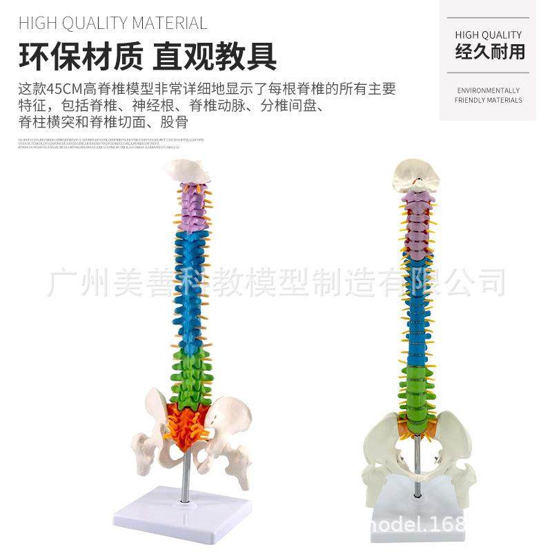 45CM色人体脊椎模型带骨盆股431骨骨脊柱骨骼骨架彩模型尾立式,淘宝优惠券,粉丝福利购,淘宝优惠卷