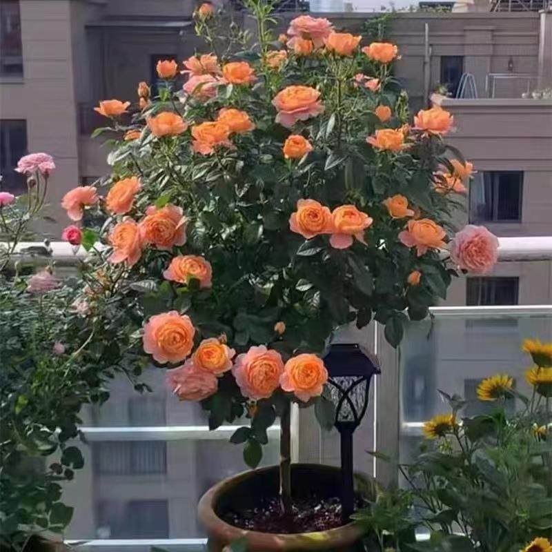 棒季棒糖月花579苗月带花苞大花浓香阳台庭院栽盆地栽多色树桩季,淘宝优惠券,粉丝福利购,淘宝优惠卷