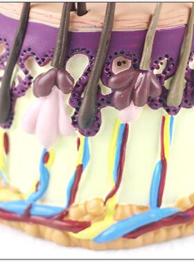 毛发成大长过程头毛囊放大发皮人肤放皮肤解剖体WDG解剖模型