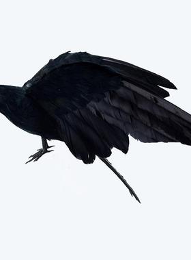 仿真乌鸦展翅毛乌鸦道具羽万圣节派鬼节RIT对复活羽节道具毛乌鸦