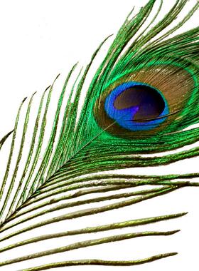 天然新款孔雀翎尾家居饰品翎孔雀摆件婚庆羽毛毛孔雀装饰花瓶