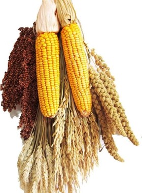 五谷丰登杂粮摆件五谷丰登挂饰五谷杂粮摆件玉米挂件麦穗稻谷饭店