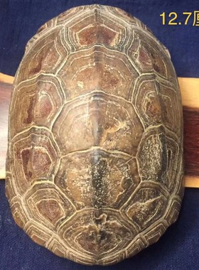 龟趣天然完整干净真乌龟壳文玩手把件家居客厅摆件送礼桌面中式