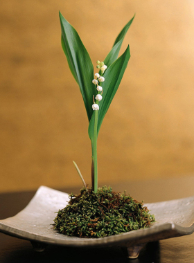 四季浓香小型绿植铃兰花苗盆栽花阳台桌面室内外芳香观花花卉植物