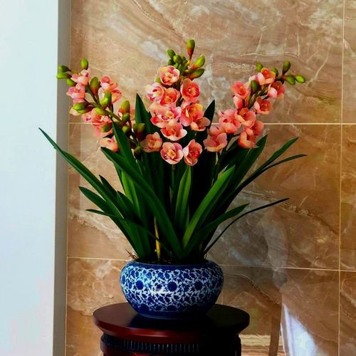 花卉大全 好养易活 兰花浓香 一杆多花四季开花花卉盆栽绿植红巧 - 图2