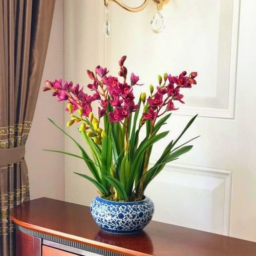 花卉大全 好养易活 兰花浓香 一杆多花四季开花花卉盆栽绿植红巧 - 图1