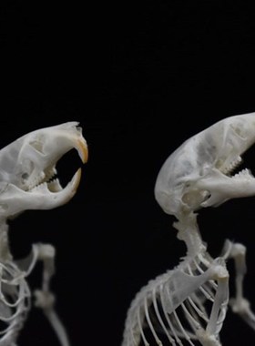 仓鼠骨骼标本 真骨 教学送礼收藏宠物加工金丝熊骨骼