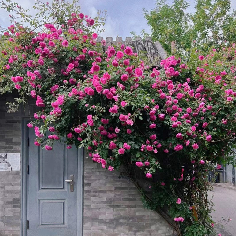 藤本月季花大游行大苗阳台庭院拱门爬藤蔷薇花玫瑰花浓香大花四季,淘宝优惠券,粉丝福利购,淘宝优惠卷