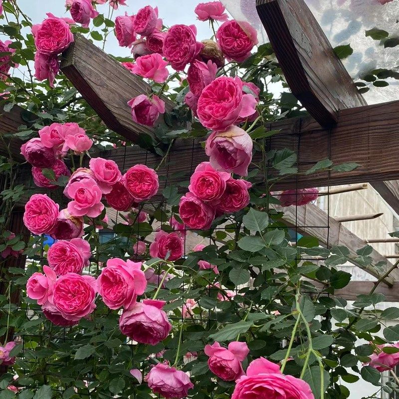 藤本月季花大游行大苗阳台庭院拱门爬藤蔷薇花玫瑰花浓香大花四季,淘宝优惠券,粉丝福利购,淘宝优惠卷