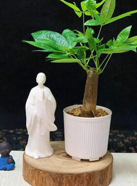 樟木小木桩墩手工底座装饰品原木花盆木墩树桩园林绿化桌面装饰实