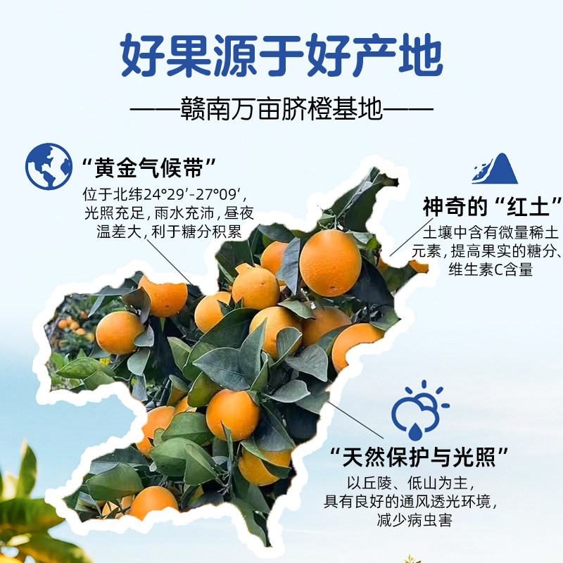 【现摘现发】赣南脐橙新鲜采摘当季水果赣州直发手剥大果甜橙子