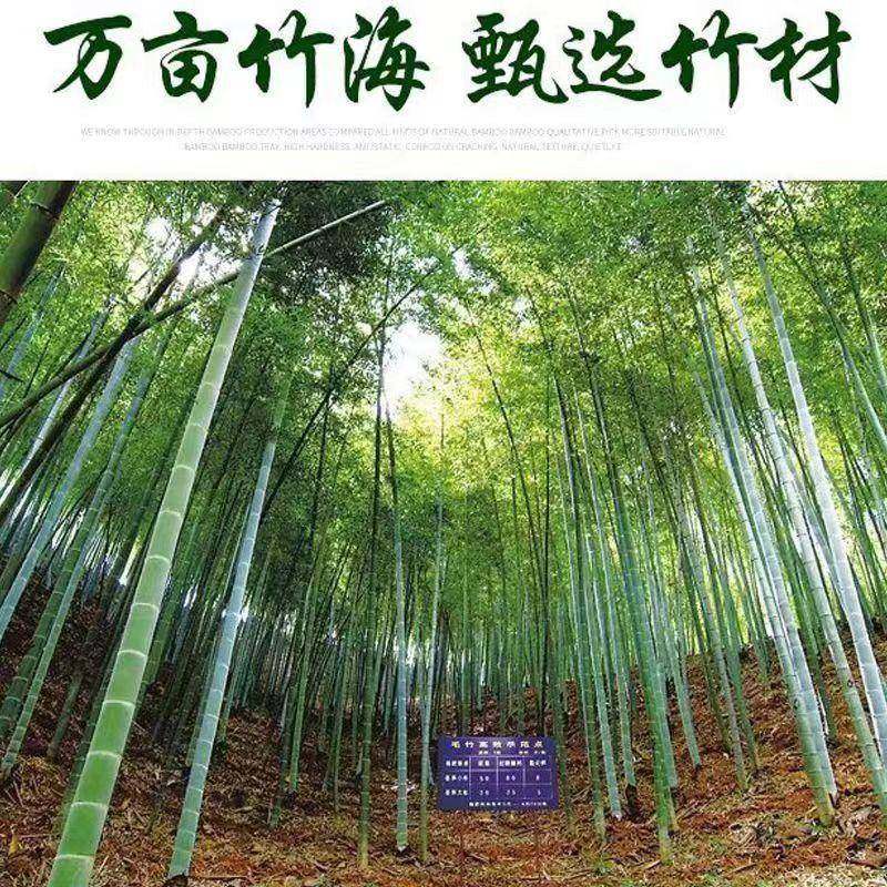 竹扫把外户环卫子家马路工厂711院子专用庭院竹工地扫地用室外扫,淘宝优惠券,粉丝福利购,淘宝优惠卷