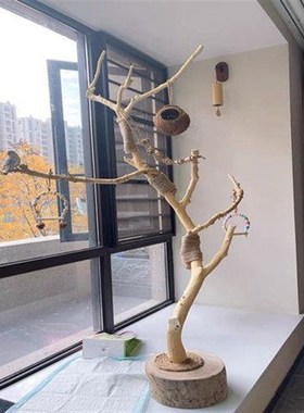 干树枝原木杈天然干枝枯枝枯木树干鸟架造型壁挂衣架吊顶树枝装饰