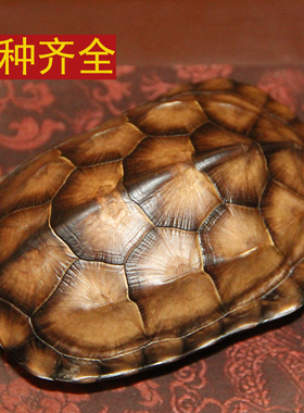 天然完整干净真乌龟壳富甲文玩盘玩手把件龟甲家居摆件送礼品一套