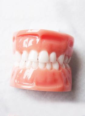 源头工厂 树脂材料白色牙齿红色牙龈 高度仿真 牙齿工艺品饰品