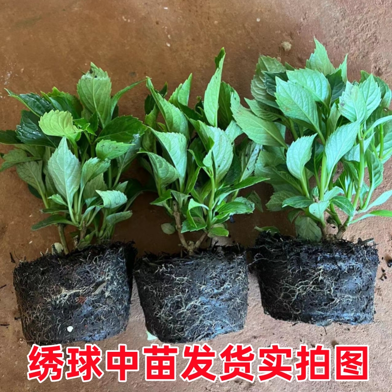 3颗装绣球花大苗大花绣球无尽夏当年开花绣球花阳台庭院盆栽花苗 - 图0